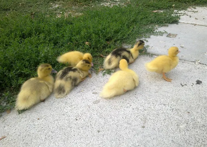 מלון I Quarti Guarda Veneta