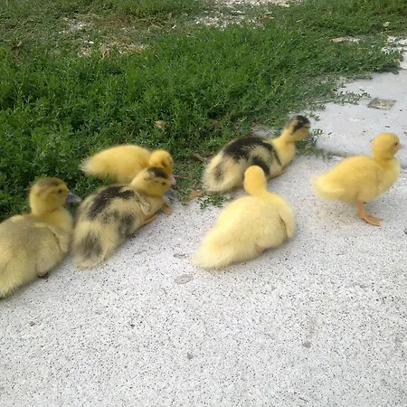 Farm stay I Quarti Guarda Veneta